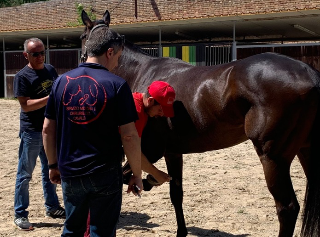 Quintana di Ascoli - Tempo di visite veterinarie per 26 cavalli